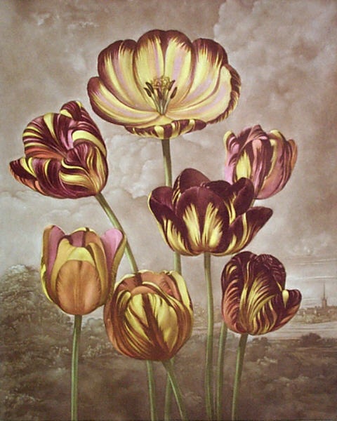 Tulips