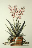 Aloe Vera - Costa Spinosa
