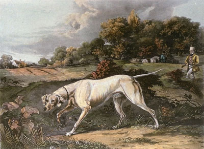 September (Dog)