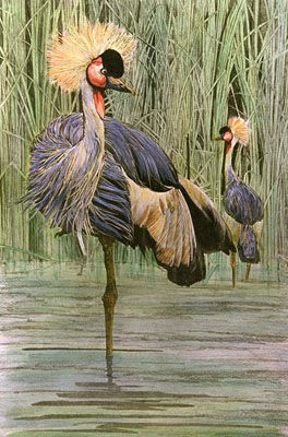 Crowned Crane