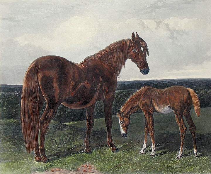 Hack Mare & Foal