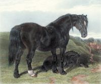 Draught Mare & Foal