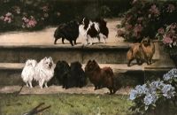 Pomeranians