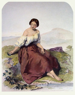 Mountain Daisy