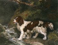 Spaniel The