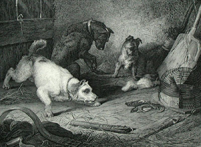 Rat Catching