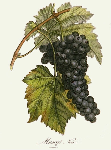 Muscat Noir