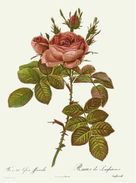 Rose, Bifera Officinalis