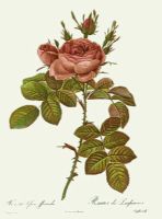 Rose, Bifera Officinalis