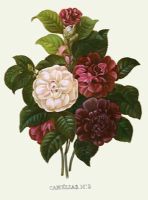 Bouquet - Camelias No 5