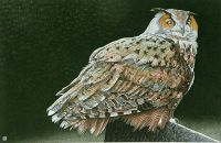 Eagle Owl