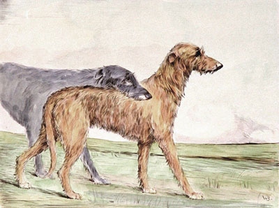 Irish Wolfhound