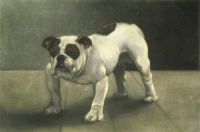 Bulldog (Erle)