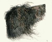 Deerhound Head