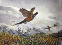 Pheasant