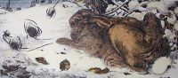 Hare