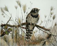 Young Cuckoo