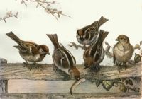 Tree Sparrows