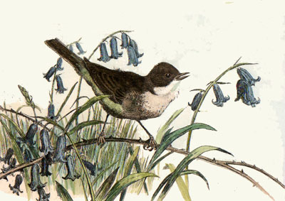 White Throat