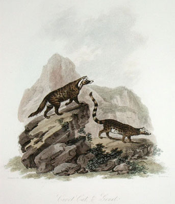 Civet Cat & Genet