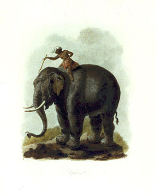 Elephant