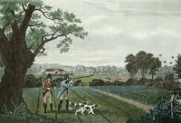 Partridge Shooting