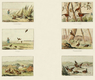 Game Birds (6 on)