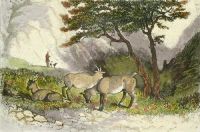 Goats in Glencoe