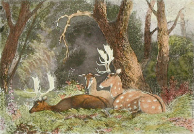 Fallow Deer