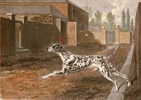 Dalmation