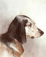 Bloodhound