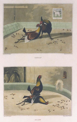 Cock Fighting Match Pl.II