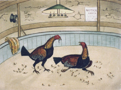 Cock Fighting Pl.V