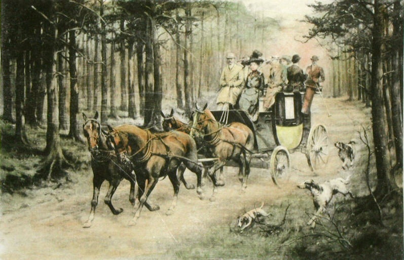 Through the Pine Forest