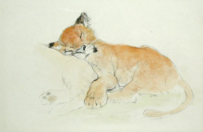 Lion Cub