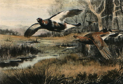 Flying Grouse (over stream)