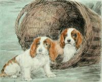 Two Pups in Basket