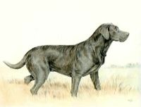 Labrador