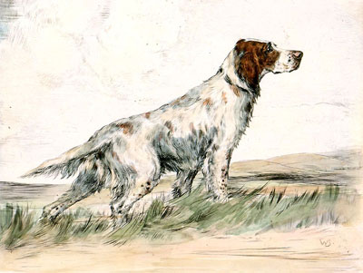 English Setter