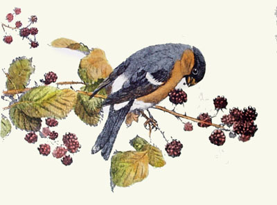 Bullfinch