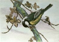 Coal Tit