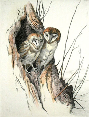 Barn Owls