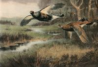 Flying Grouse (over stream)