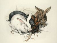 Rabbits