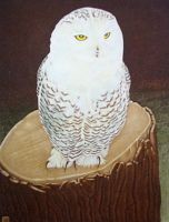 Snowy Owl