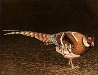 Elliots Pheasant