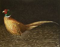 Common Pheasant