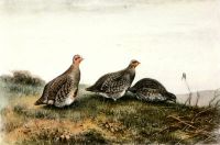 Partridge