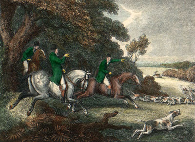 Stag in Sight