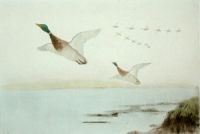 Mallards Flying Up